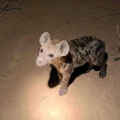 chelseanewsroom's profile picture. Chelsea is the best team