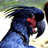 Blitz⚡Kakadua (@blitzkakadua) 's Twitter Profile