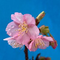 緑青🇯🇵 (@yuko_ryujo) Twitter profile photo