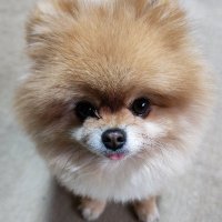 はっぴー動物園🐯 (@xg3qbmasocou2bm) 's Twitter Profile