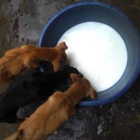 ISAAC PAWS DOGS RESCUE(@mukisa0742) 's Twitter Profile Photo