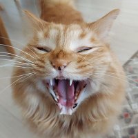 あや(RN船橋のあーにゃ) (@0830aya) 's Twitter Profile Photo