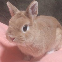 Bunny Is cute (Inactive)(@Khloe3574uwu) 's Twitter Profile Photo
