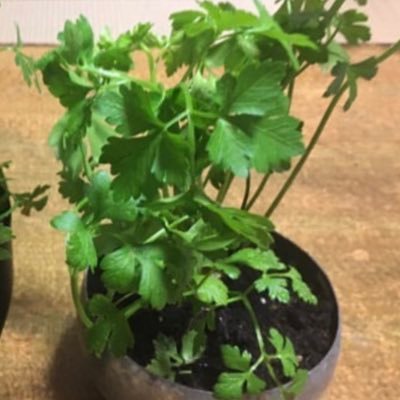 XiDTaRRNzDYnD7Z's profile picture. umbrella