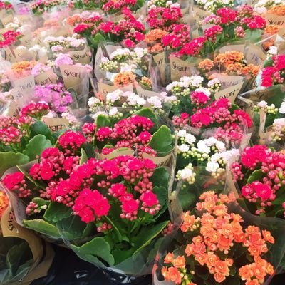 ngelaCristinaO4's profile picture. 