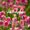 okdok_okphon's profile picture. ดอกไม้🌷 / ยางรัดผม🧸✨/ คำศัพท์ภาษาอังกฤษ🔠🏜