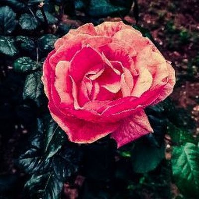 YasserAmirat's profile picture. 