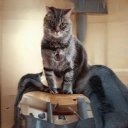 Chesnut Steve - @ChesnutSteve1 - Twitter