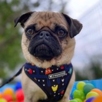 Emi The Pug (@emz_pug) 's Twitter Profile