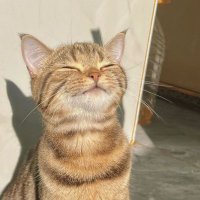 hazelchoco (@millkhazelnut) 's Twitter Profile