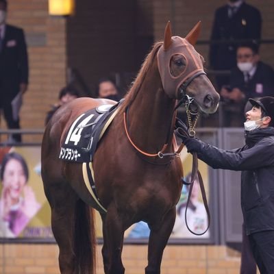 馬主してます🏇ドンフランキー☆ヴァリージア☆アルマーザ☆ドンパッショーネ☆
マリーヌ☆他仔馬
何か提案やご意見あったらお気軽にDMください🤭