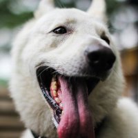 駄犬 (@daken_in_market) 's Twitter Profile Photo