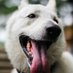 駄犬 (@daken_in_market) Twitter profile photo 駄犬 (@daken_in_market) Twitter profile photo