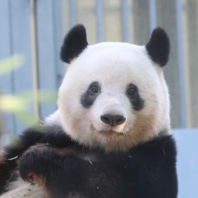 LUKE_パンダ (@0612xiangpanda) / Posts / X