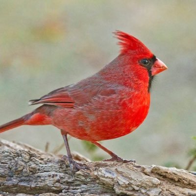 BobNope18's profile picture. 🇺🇸Patriot refugee, non-binary, conservative atheist plant lover. #2A & reparations first.