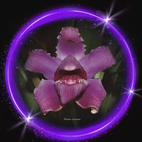 Orquídeas Tesoro de Colombia (@orquideastc) 's Twitter Profile