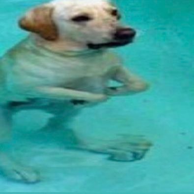 Orkalus's profile picture. 