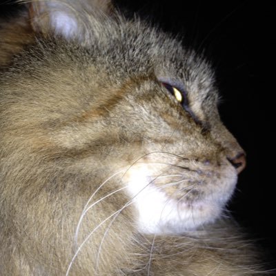 Originally from NH. Lived in AZ for 15 yrs, GA for 6 years and then MS for 4 years before moving to TX. Animal lover. Still refuse to use Facebook.