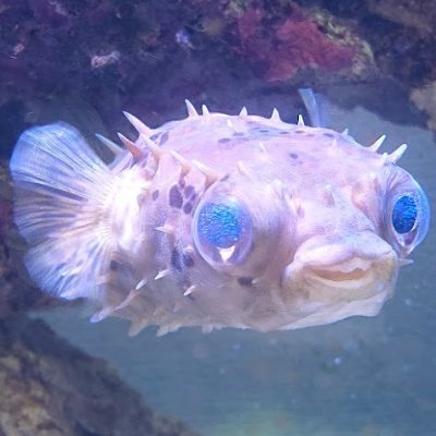 バルログロスのためリリー始めました。

格ゲーとクルマと熱帯魚と料理とかが趣味