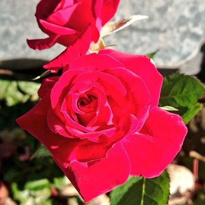 ステルスを捨てるっす！さんのプロフィール画像