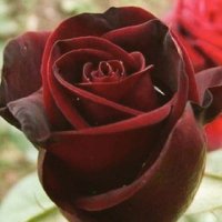 cengiz11gizemli (@trc65528445) Twitter profile photo