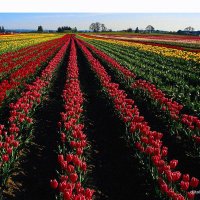 Ayşe (@aem_ayse) 's Twitter Profile Photo