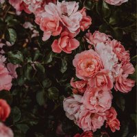 Gül (@7777gull) 's Twitter Profile
