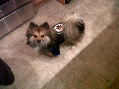 jbad9's profile picture. crazy cat lady, doggy mama yoga princess