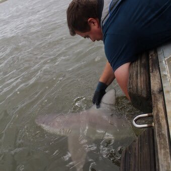 MSc student @ Coastal Carolina. Project focused on reducing shark bycatch via electromagnetic deterrents. Interested in elasmo behavior, ecology, and biology!