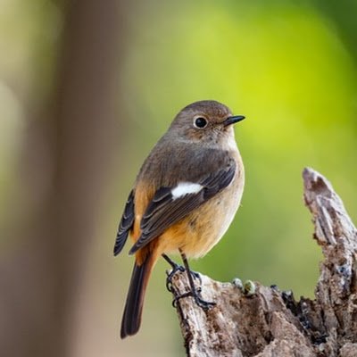 JyotiSarasvati's profile picture. In Akishima, Japan, a big logistics center will be constructed, clearing approx. 58.8 ha land with a forest grown over a long period of time, want to stop it.