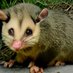Roadkill Possum (@roadkill_possum) Twitter profile photo
