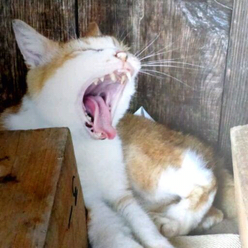 のぶお