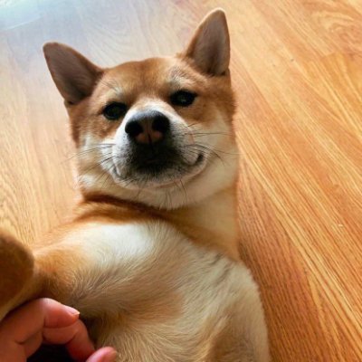Crypto Holder, Previously @ForesightVen @BITMAINtech and @viabtc_pool|The profile is my Shiba named Pigger|Find more about me at👇