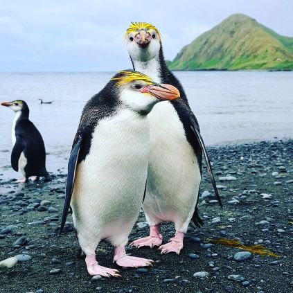 welcome to @penguinloversb
we share daily #penguin content
Follow us if you realy love penguin