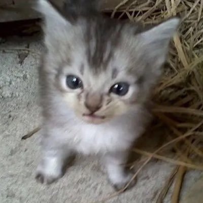 trillaliz's profile picture. 