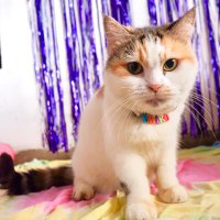 cika,ciki,ciko,ocil 😻 (@cikogendud) 's Twitter Profile