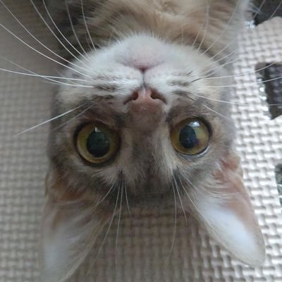 愛媛のミカン🍊リンちゃん22/4/12誕🐱フウちゃん23/9/25誕🐱さんのプロフィール画像
