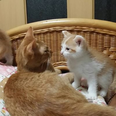 ChiKashiwagi's profile picture. 滋賀県の田舎で、捨てられて、迷い子になった、　可哀想な猫を助けています。
３０年以上になりますが、可哀想な子達はいなくなりません。
野に咲く花、小さな虫、すべての命は大事です。
人間の責任重大。
今、一人で大変しています。