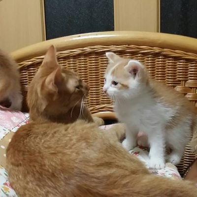 滋賀県の田舎で、捨てられて、迷い子になった、　可哀想な猫を助けています。
息子が幼稚園児の時から、息子はもう32歳です。
野に咲く花、小さな虫、すべての命は大事です。
人間の責任重大。
今、一人で大変しています。