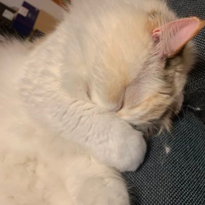 guutarapanda's profile picture. とうに成人済社会人/刀ミュにより久しぶりに2.5次元沼/初期刀歌仙、みんな可愛い/ハイキュー、呪術、etc… ♡RT魔