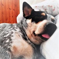 Bertie (@merlebuddyboy) 's Twitter Profile