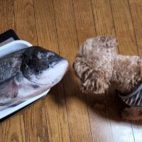 つれないなかむ (@fishing_nakam) 's Twitter Profile Photo つれないなかむ (@fishing_nakam) 's Twitter Profile Photo