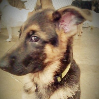 ChiefGSD Profile Picture