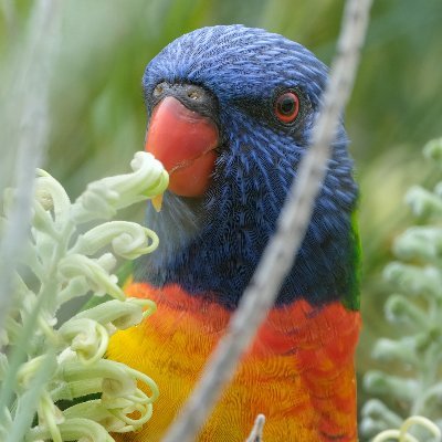 Researcher, FASSA. Work; economics; pol sci; gender; climate & finance; science; birdies. Brisbane & Auckland.
