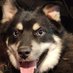 WAG Dogg (@mountain_craft) Twitter profile photo WAG Dogg (@mountain_craft) Twitter profile photo