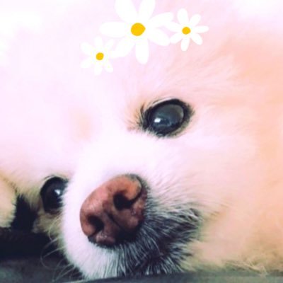 Coco2002love's profile picture. coco´•ﻌ•`🐾：ぽめ･♂･17歳🌈やんちゃに頑張ってくれました。ありがとぅ*˘ᵕ˘* 🌼【⸜ ♡ ⸝・リポスト専用アカウント】🌼大切なお友達の皆さんに感謝✨️心からのありがとぅ🙏💗を贈ります