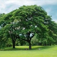 The Tree (@eduardo09485084) 's Twitter Profile