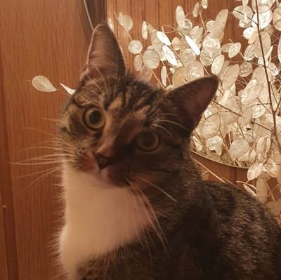 ZehraKa09524164's profile picture. Sıfirliği Seçtim..