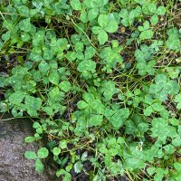 ぽん (@iruiru1ru) Twitter profile photo