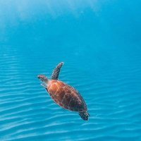 seaturtle lovers community(@seaturtle241) 's Twitter Profile Photo